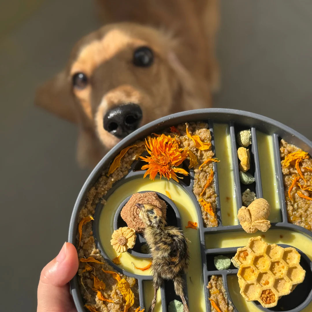 zoomies slow feeder bowl | blackberry
