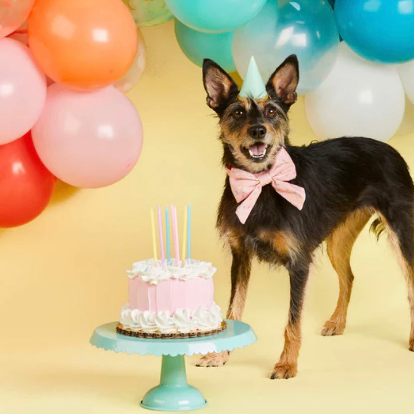 Sprinkles Sailor Bow