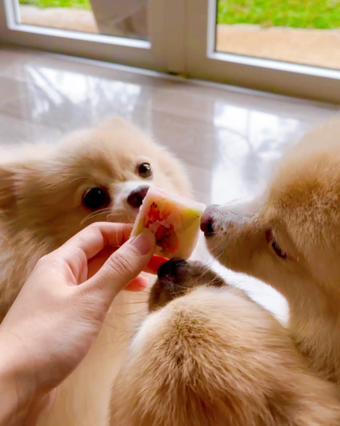 Christmas Yoghurt Bites