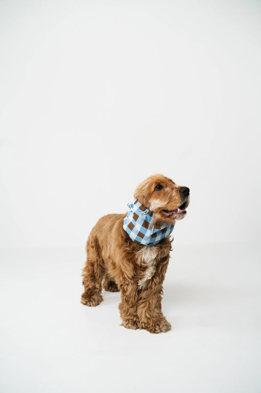 Checkered Blue Snood