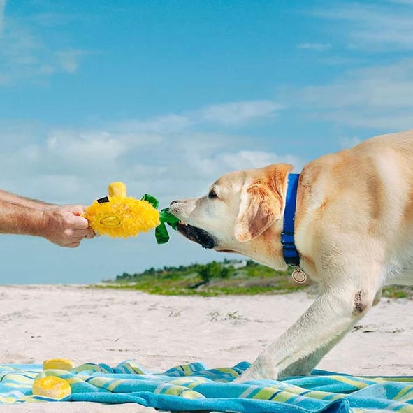 Paws Up Pineapple Squeaky Plush Toy