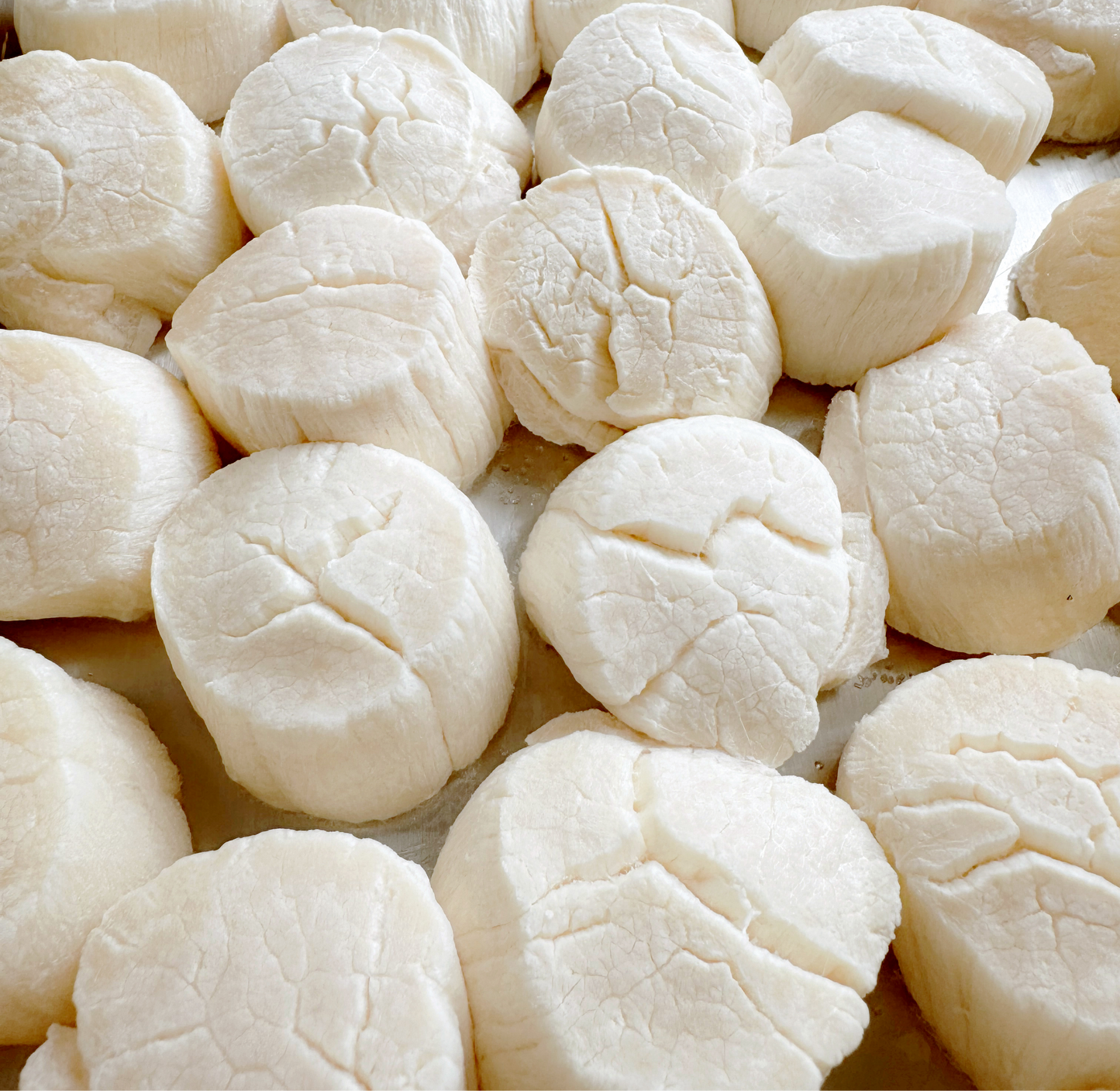Freeze Dried Japanese Scallop