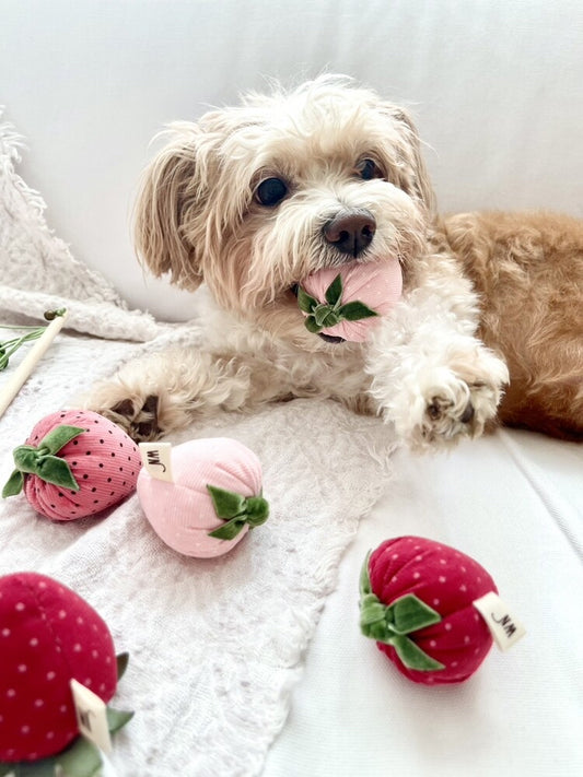 Strawberry Dog Toy (Set of 3)