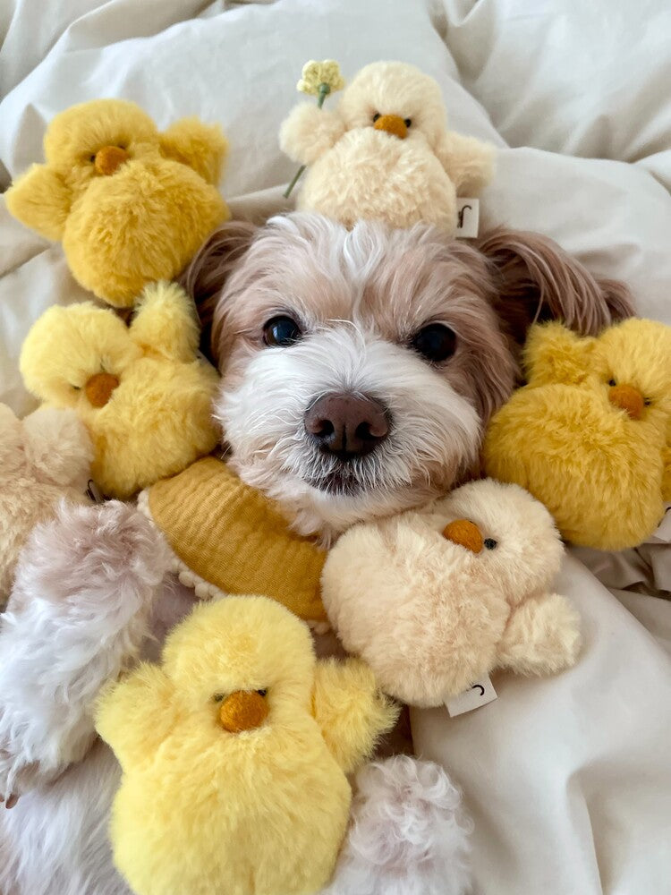 Chick Dog Toy (Set of 3)