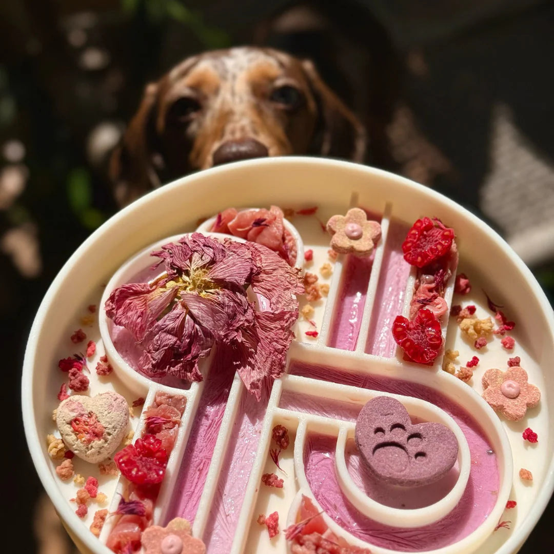 zoomies slow feeder bowl | coconut
