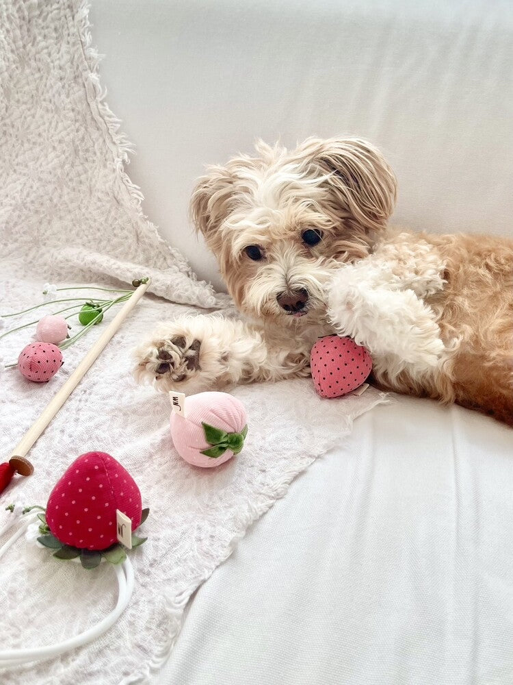Strawberry Dog Toy (Set of 3)