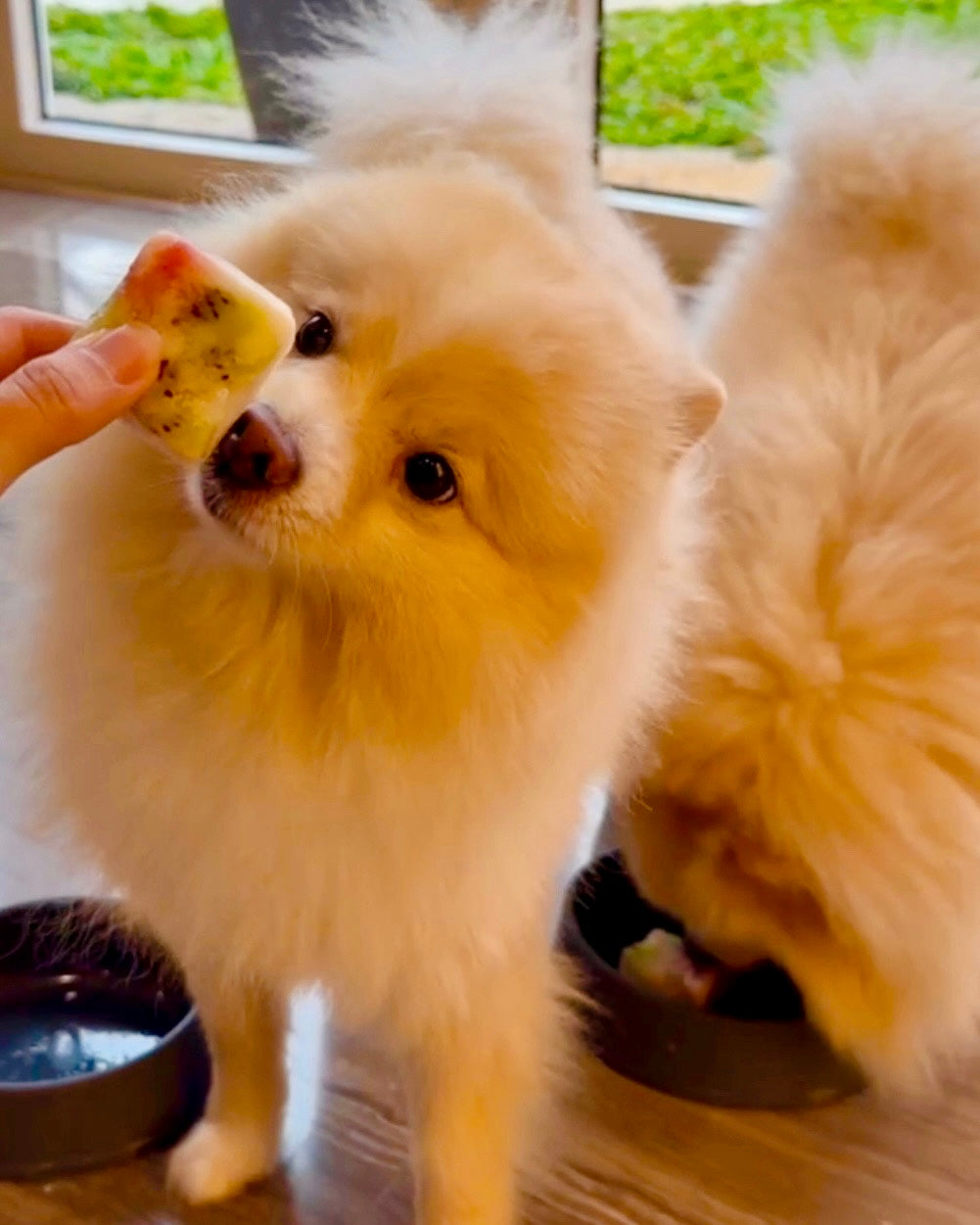 Christmas Yoghurt Bites
