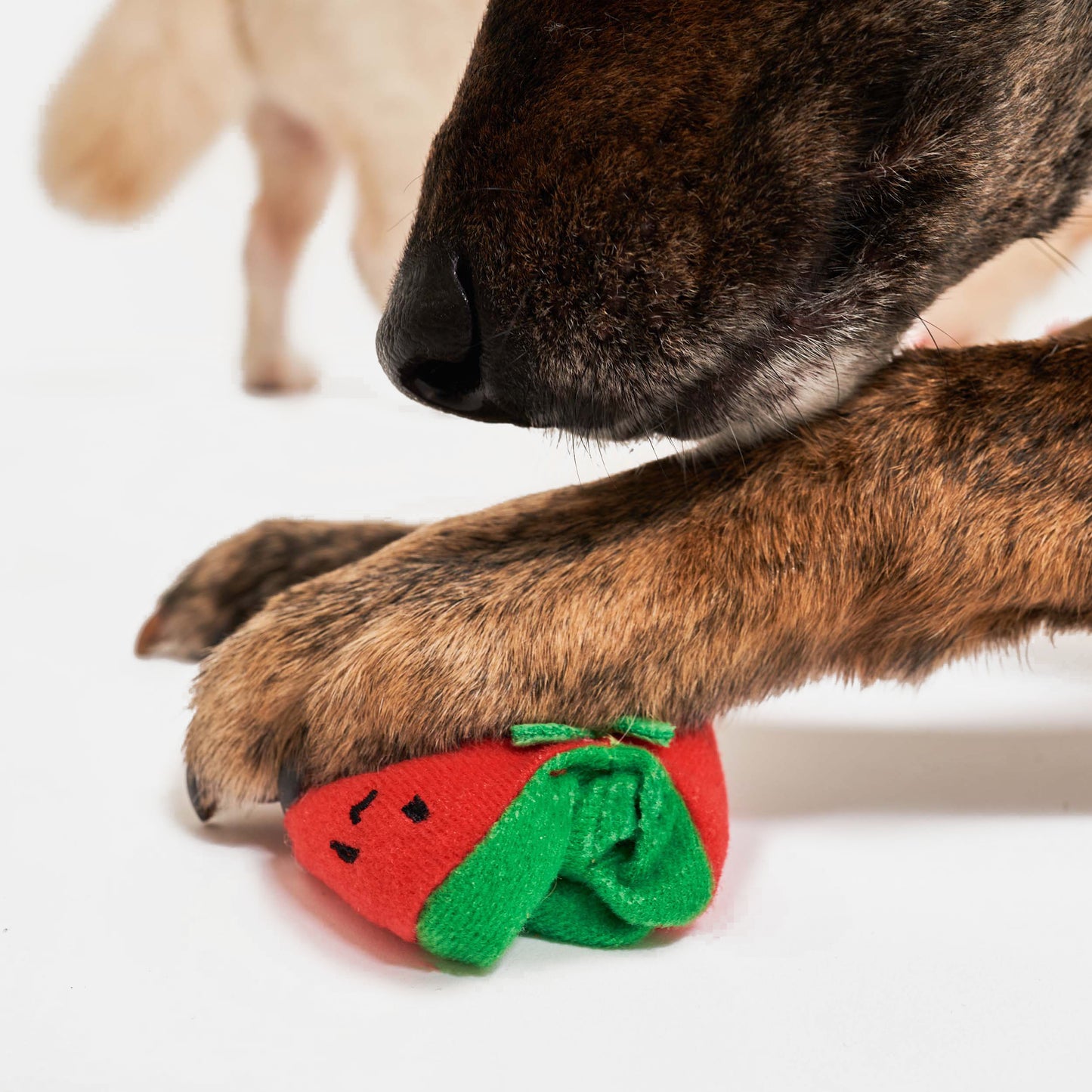 Cherry Tomato Nosework & Tug Toy