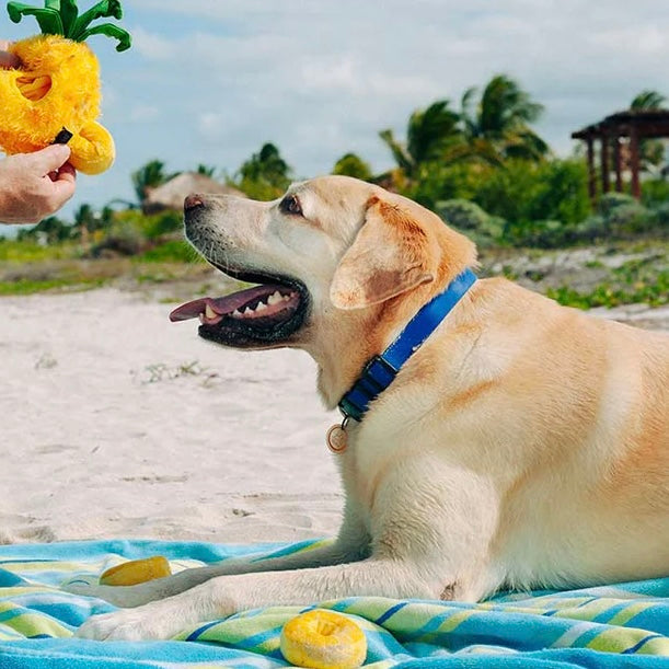 Paws Up Pineapple Squeaky Plush Toy