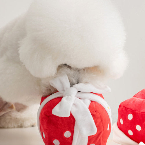 Gift Box Nosework Toy