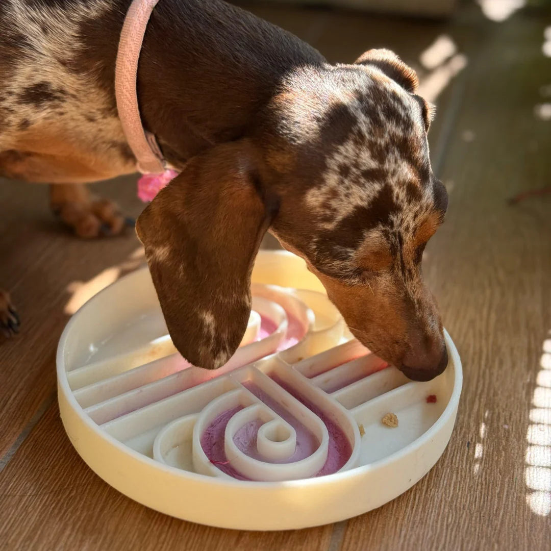 zoomies slow feeder bowl | coconut