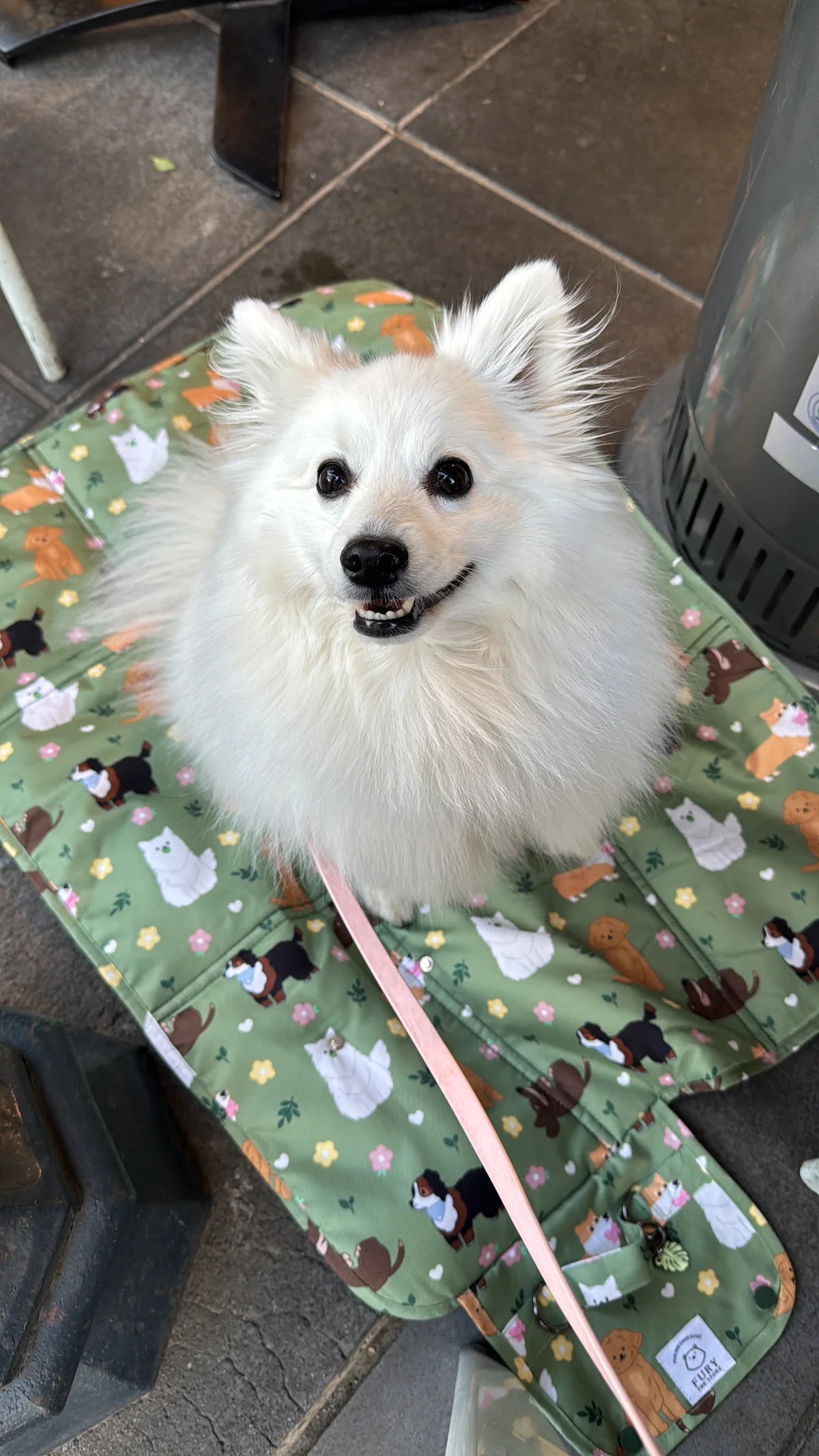 dogs at the park settle mat