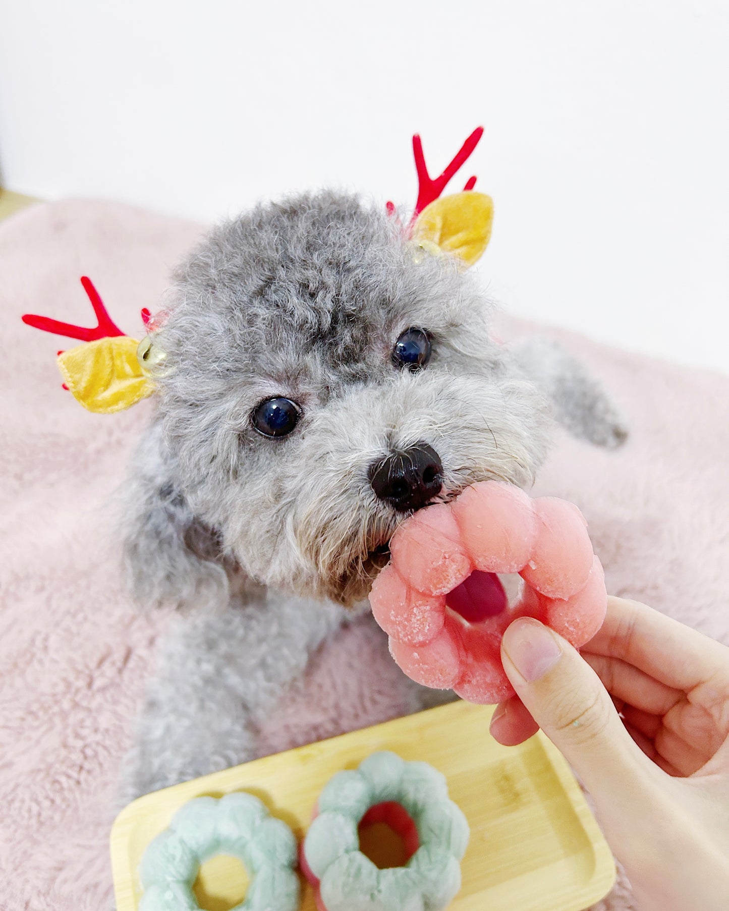 Christmas Pupsicles