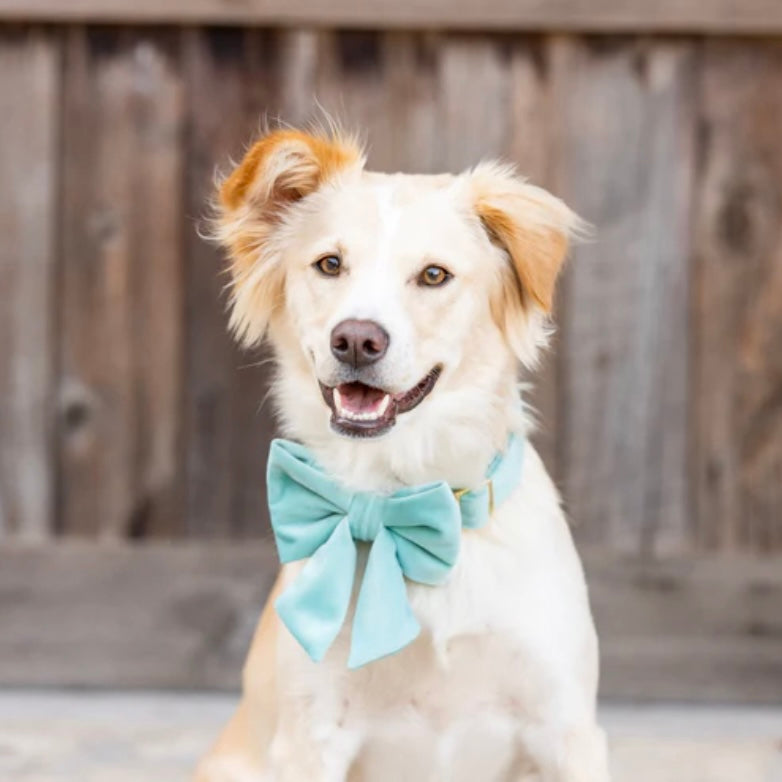 Robin's Egg Velvet Sailor Bow