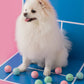 *NEW* Mini Tennis Ball Toy (Set of 3)