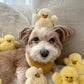 Chick Dog Toy (Set of 3)