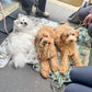 dogs at the park settle mat