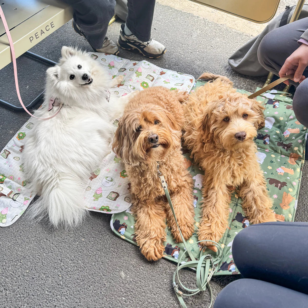 dogs at the park settle mat