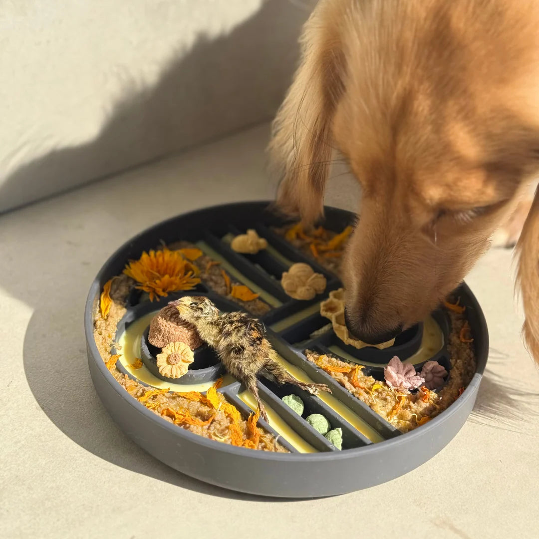 zoomies slow feeder bowl | blackberry