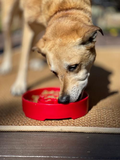 Santa Design Enrichment Slow Feeder Bowl