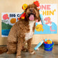 Fishing Nosework & Tug Toy