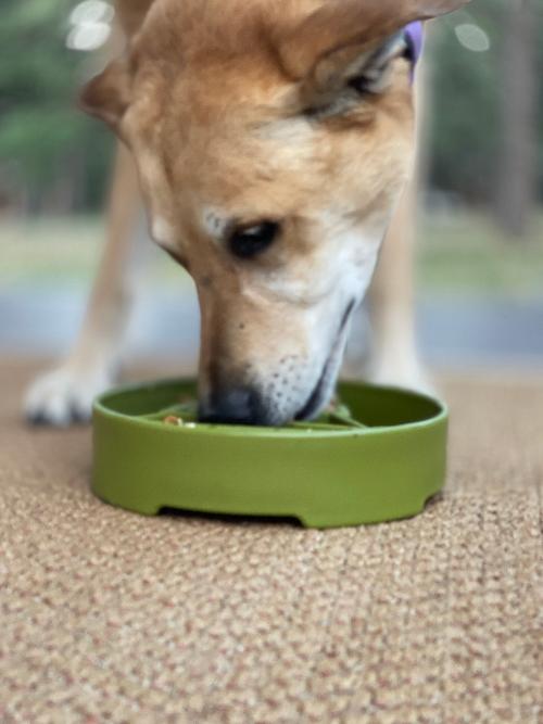 Pine Tree Design Enrichment Slow Feeder Bowl