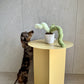 Monkey Tail Plant Dog Toy