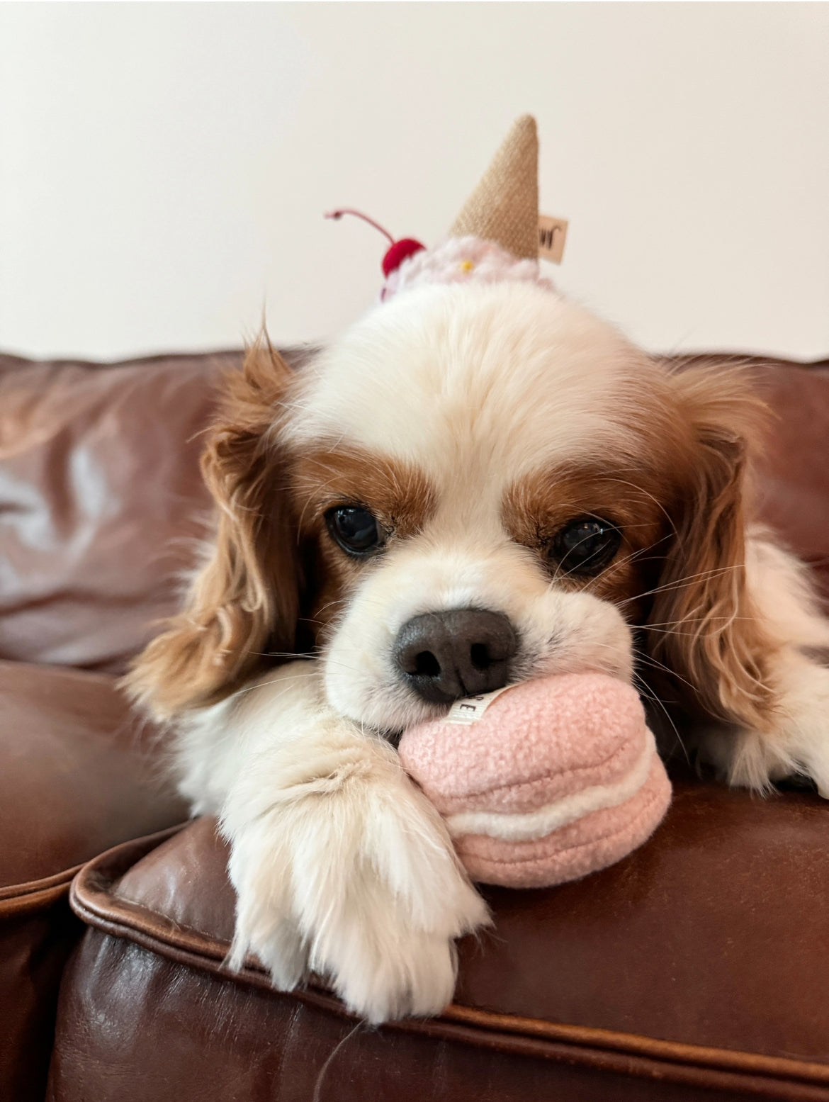 Macaron Dog Toy (Set of 3)