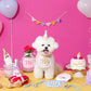 Happy Party Cake Nosework Toy