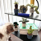 Bonsai Plant Dog Toy