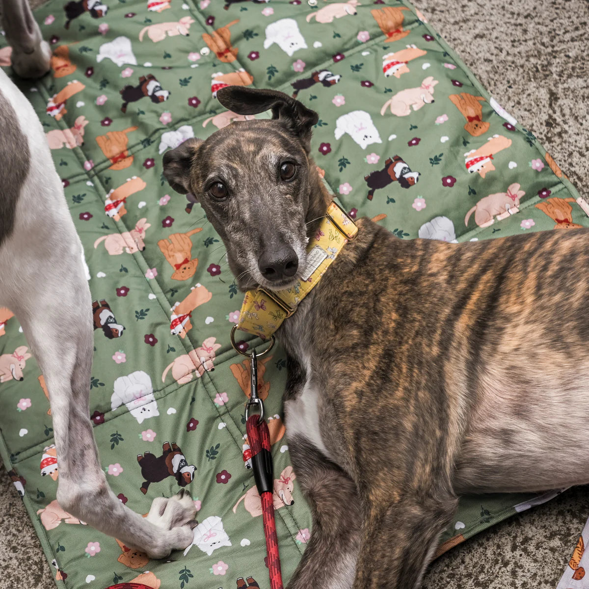 dogs at the park (bows edition) settle mat