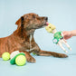 Tennis Hooman Nosework Toy