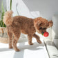 Tomato Soup Nosework Toy