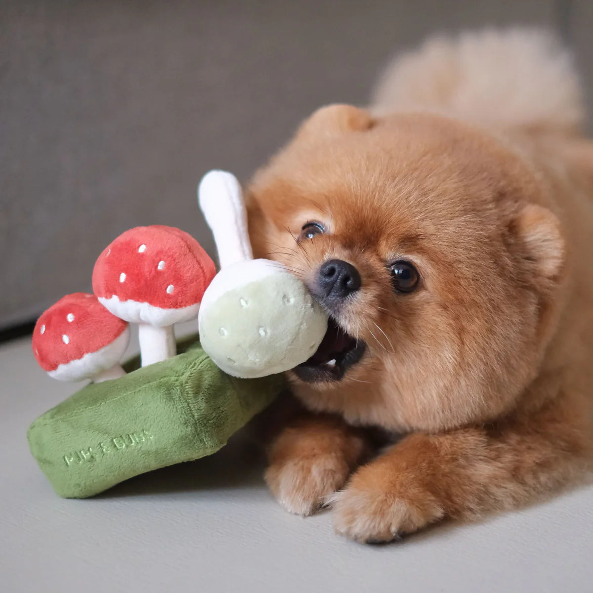 Forest Mushroom Nosework Toy