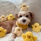 Chick Dog Toy (Set of 3)